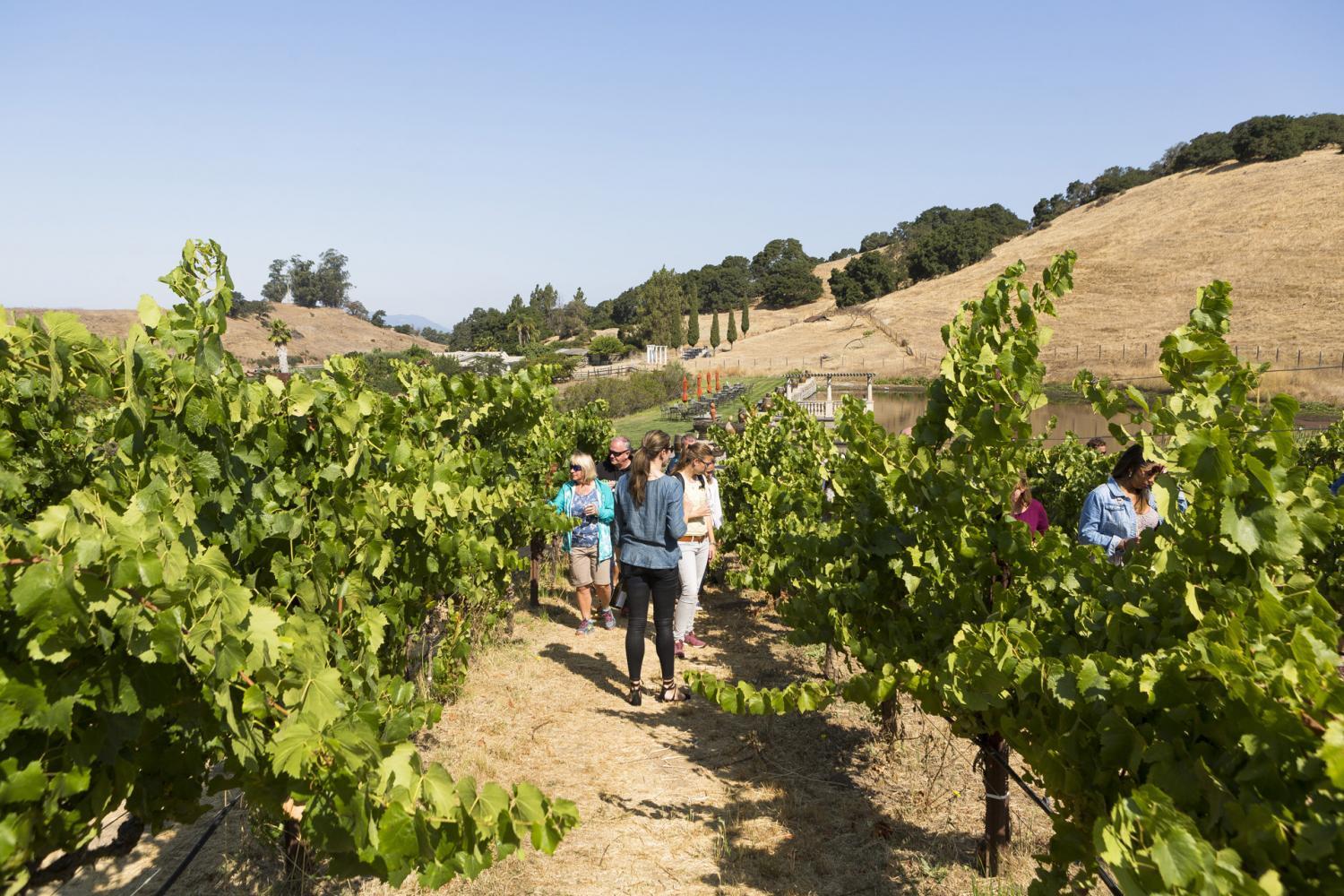Napa and Sonoma Wijn Tour