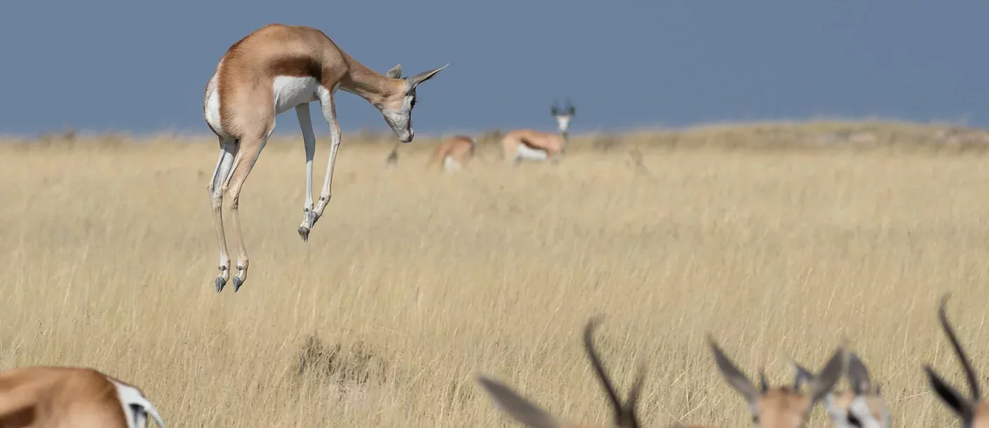 Etosha groot 002.webp