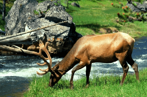 Klik op de afbeelding voor een vergroting yellowstone 012.png