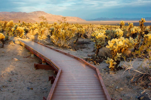 joshua tree national park 011.png