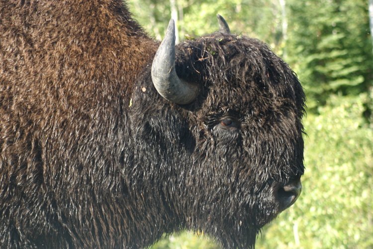 Klik op de afbeelding voor een vergroting yukon and north-west territories wild langs de weg.jpg