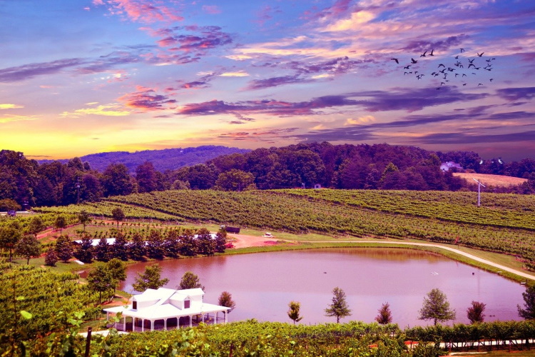 california's best 16 dagen vineyard-g4da79afcb_1280.jpg