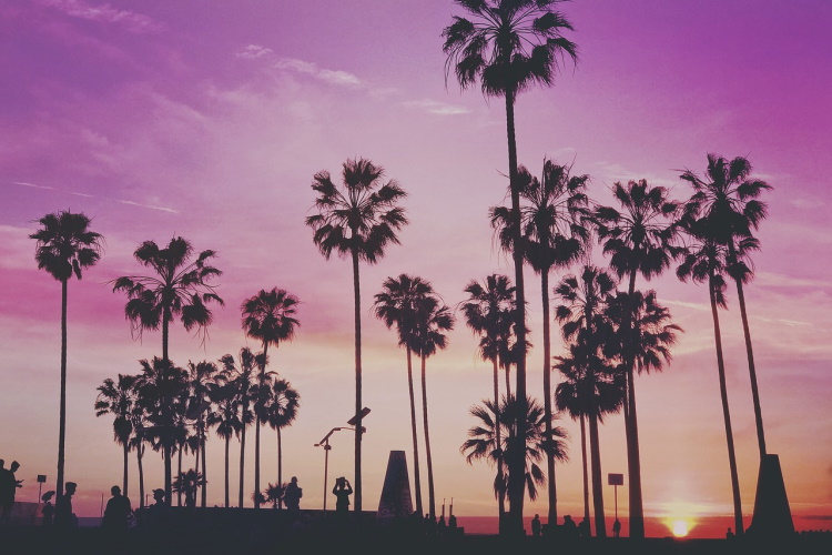 venice beach tropical-2203737_1280.jpg