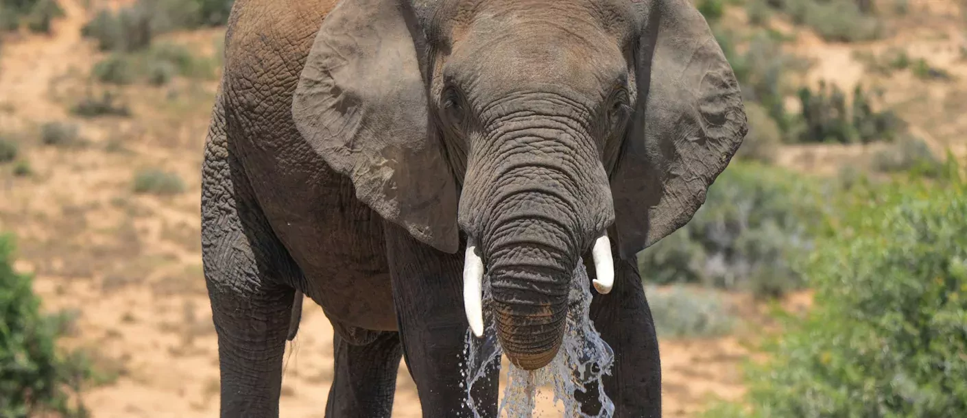 addo - olifant.webp