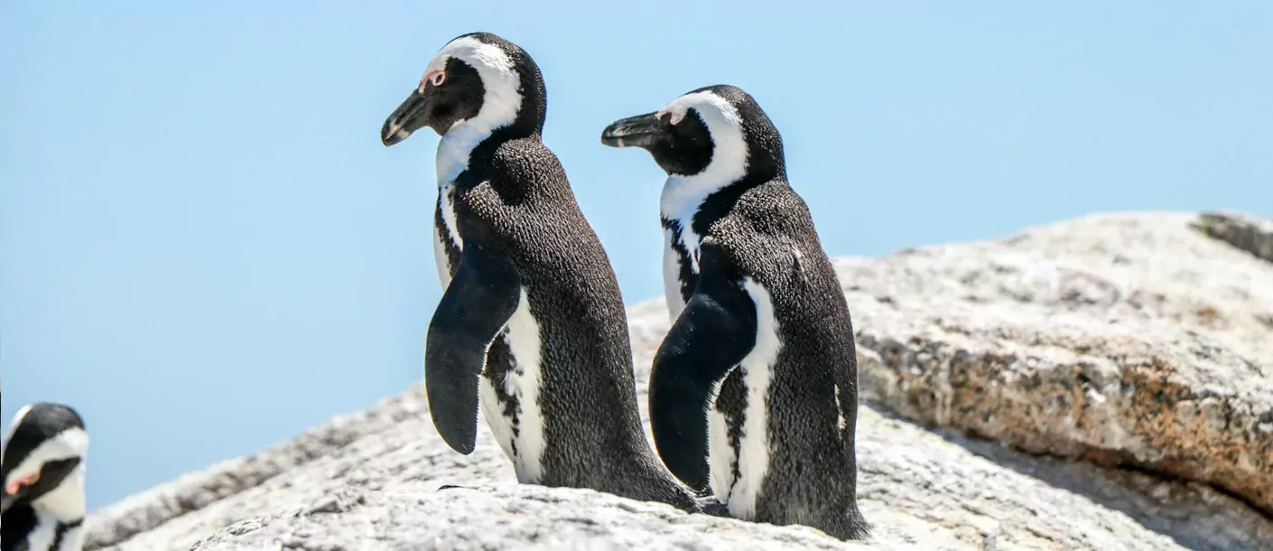 simonstown.webp