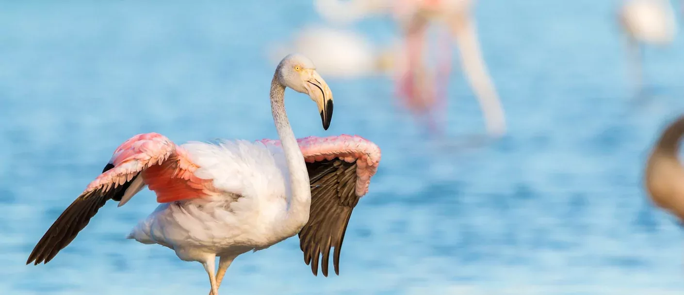 nata bird sanctuary - flamingo.webp