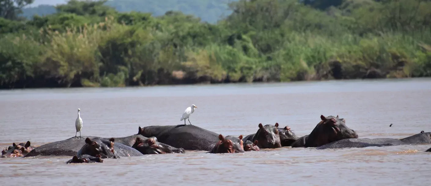 zambezi rivier - nijlpaarden.webp