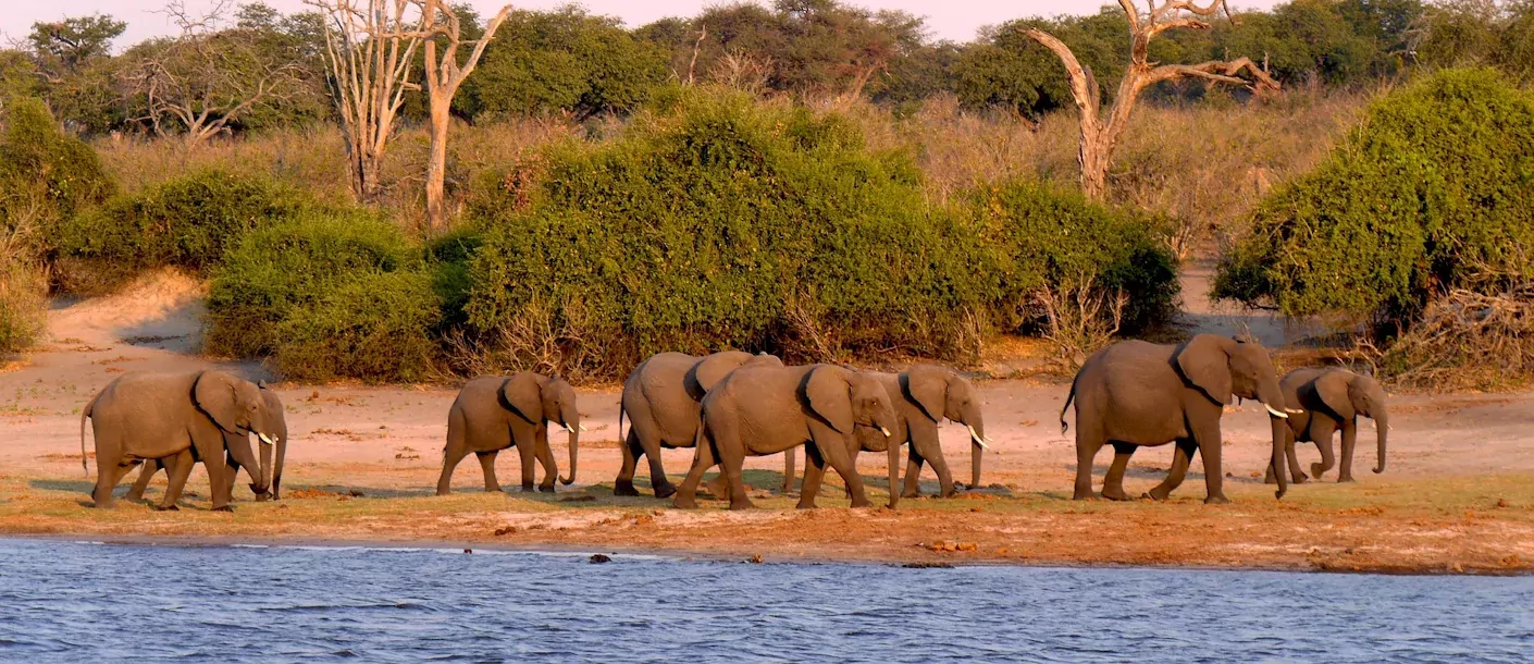 chobe - olifanten.webp