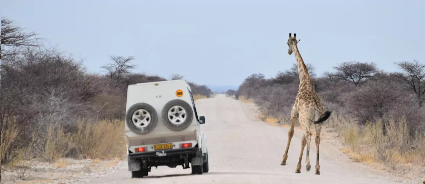 etosha - jeep en giraffe.webp