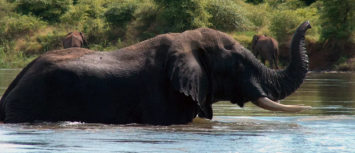 zambezi rivier - olifant.webp