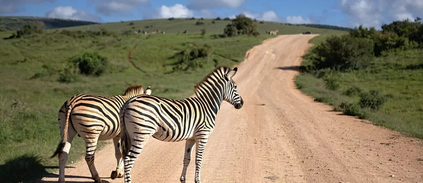 zebra's op de weg.webp