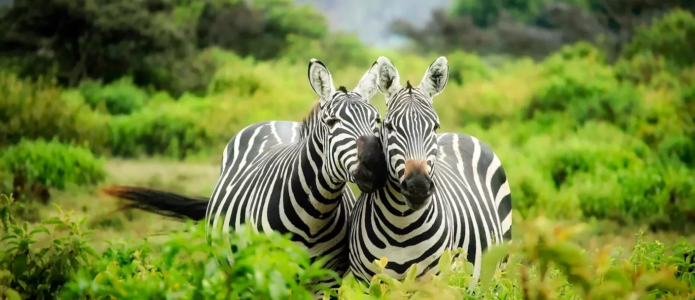 chobe - zebra's in het groen.webp