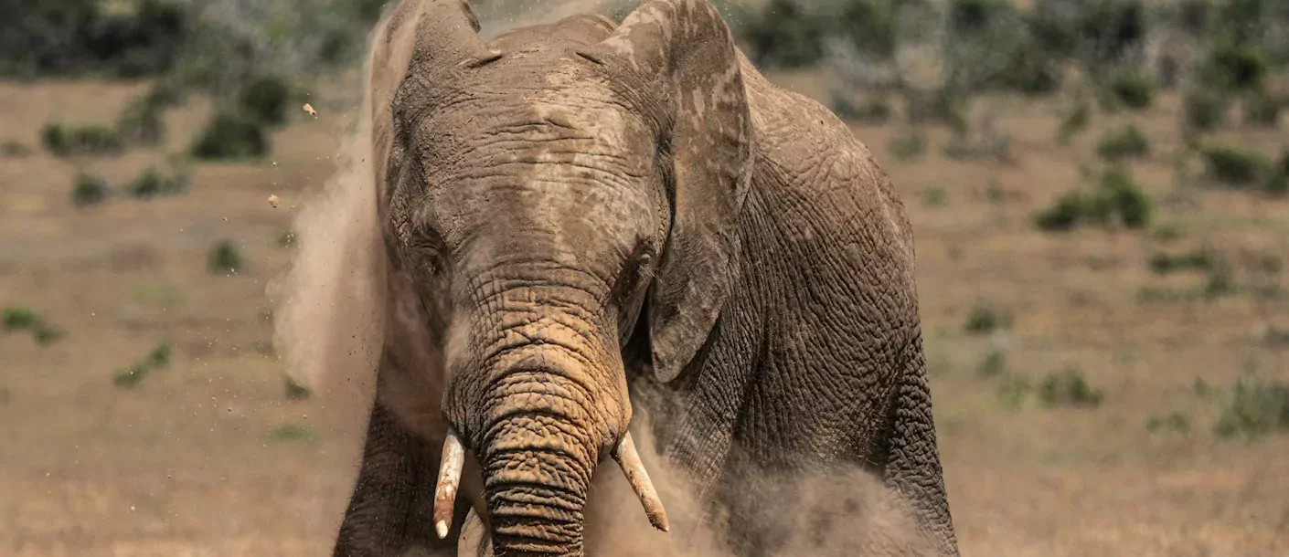addo national park.webp