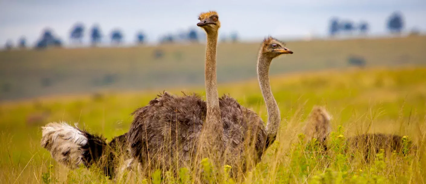 oudtshoorn.webp