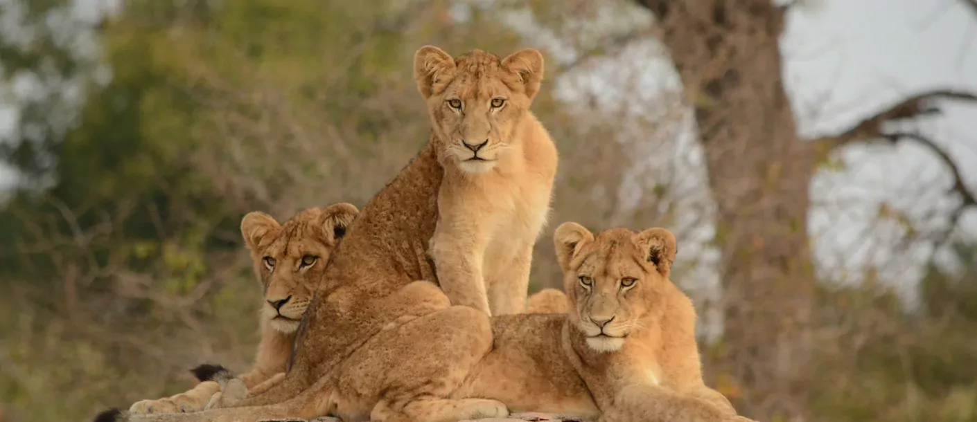 krugerpark (2).webp