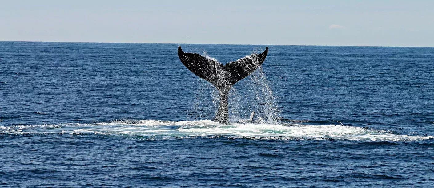 hermanus - walvis.webp