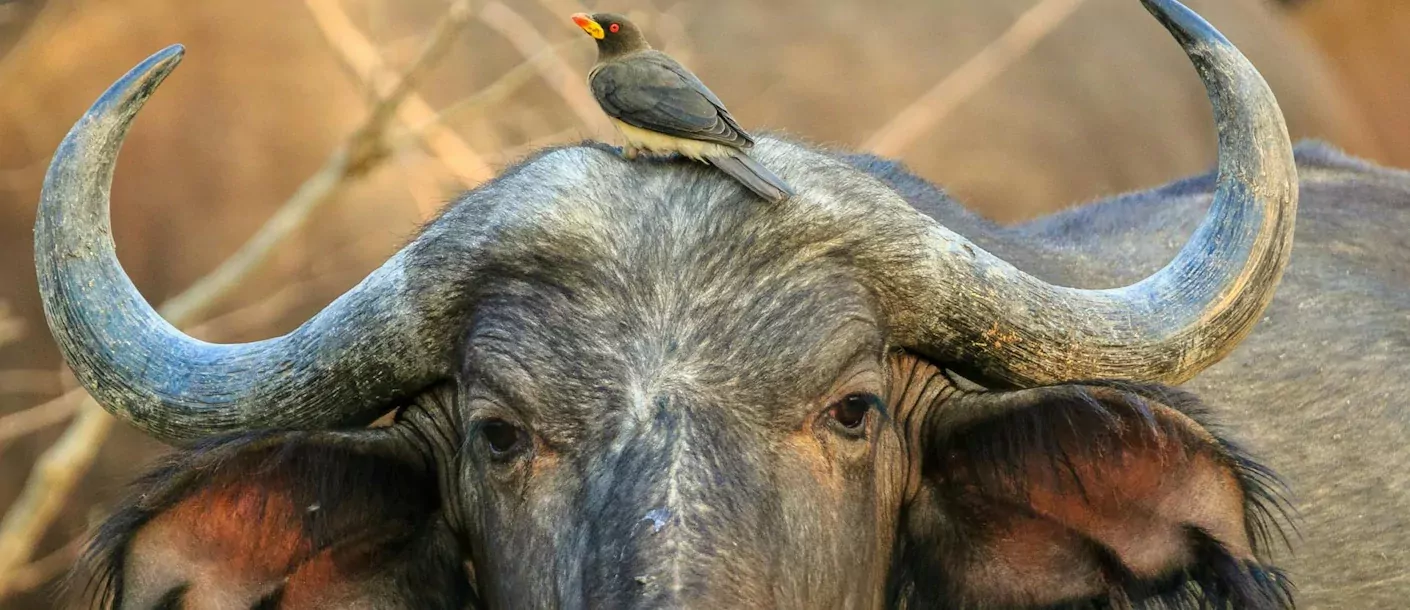 buffel.webp