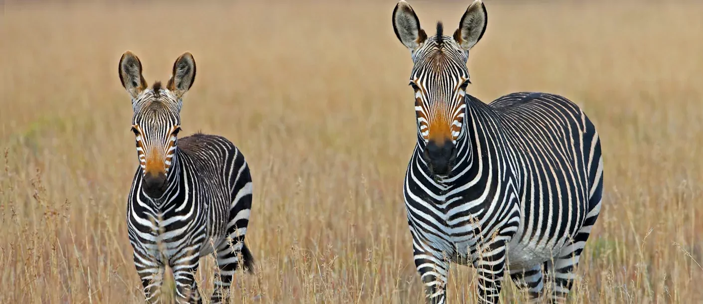 mountain zebra national park - dag 17.webp
