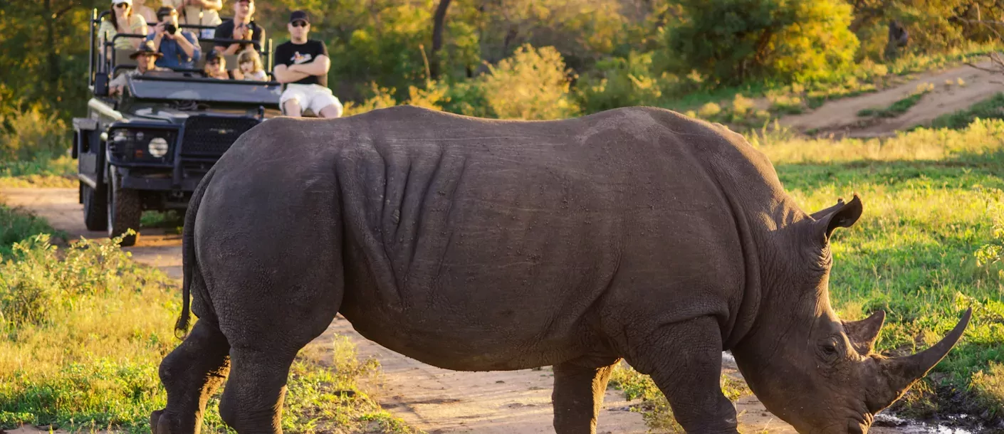 krugerpark - neushoorn.webp
