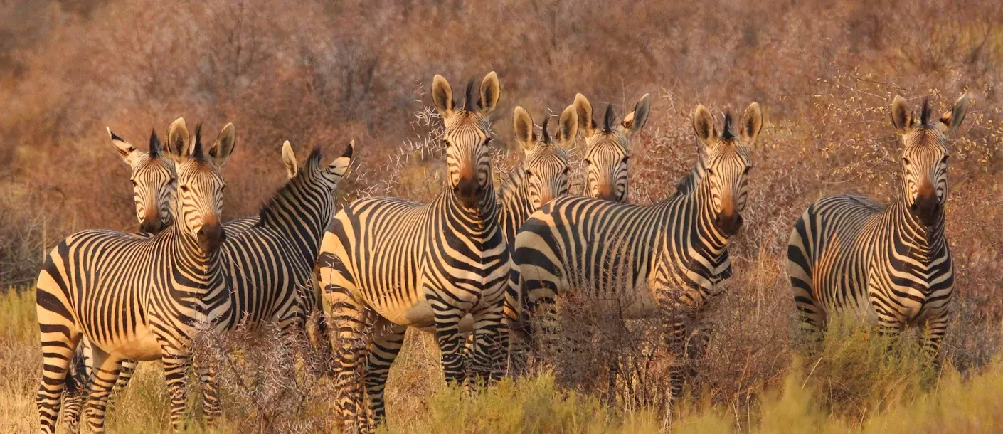 kruger - zebra's (2).webp