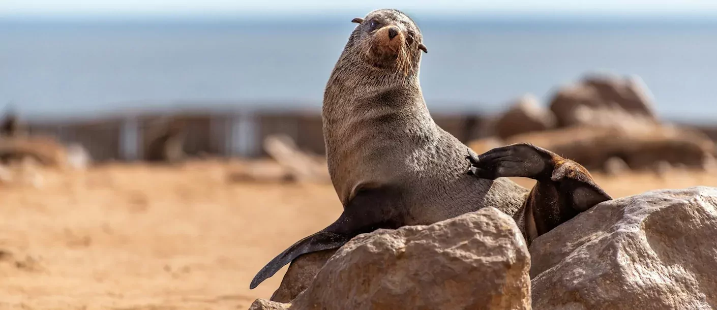 swakopmund - cape cross - zeehond (1).webp