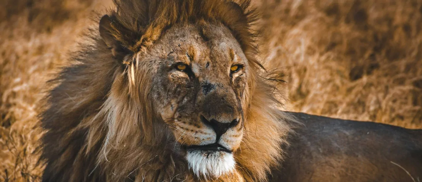 etosha - leeuw (2).webp