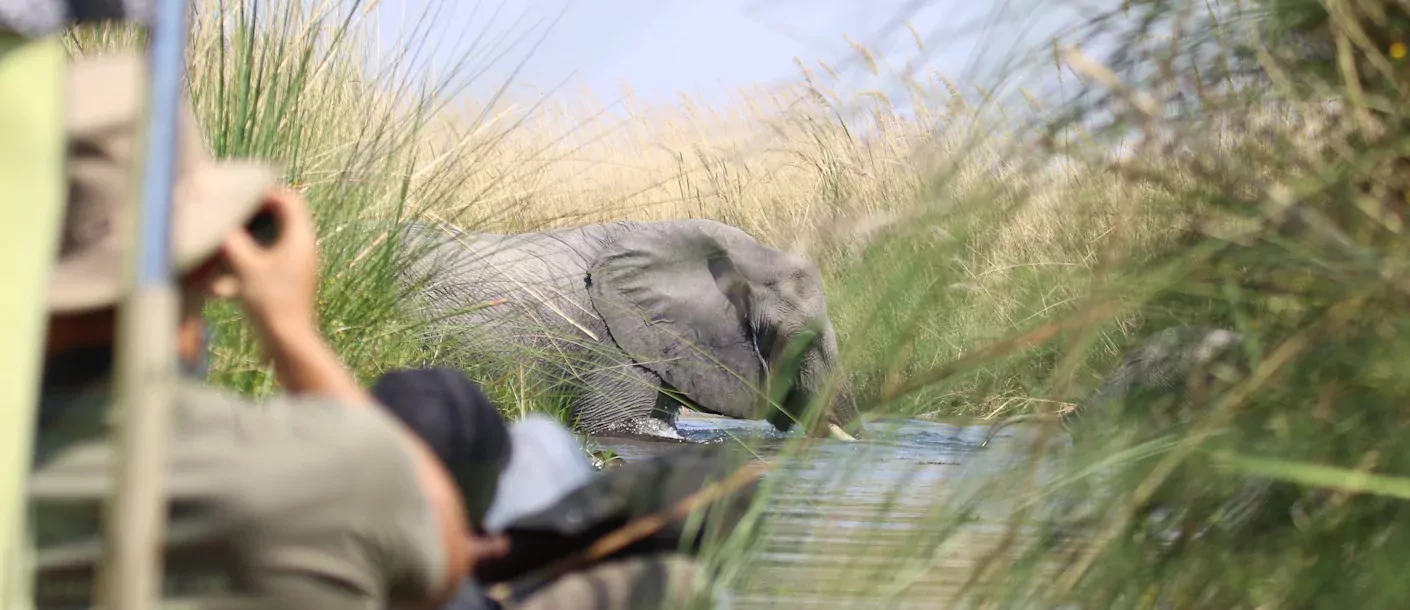botswana okavango olifant.webp