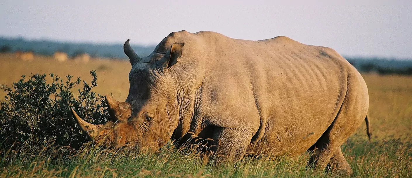 khama rhino neushoorn.webp