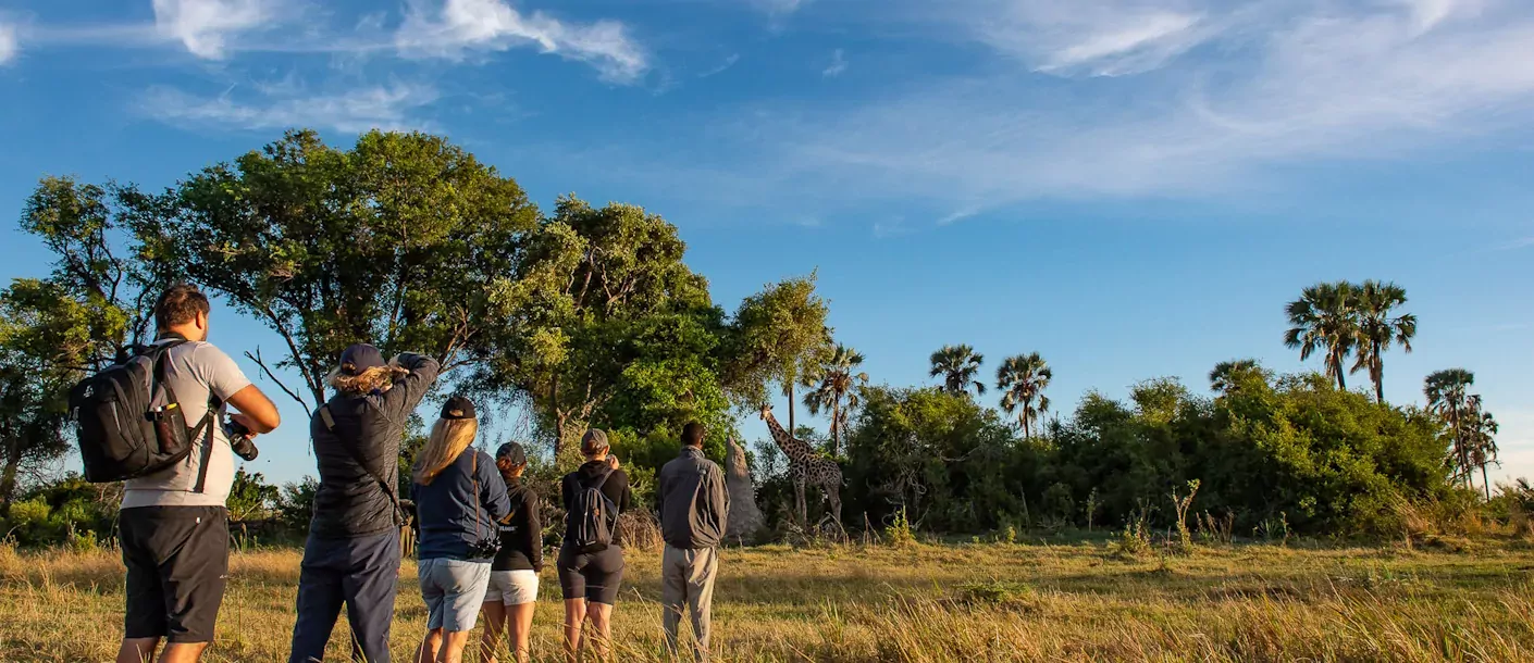 botswana okavango giraf.webp