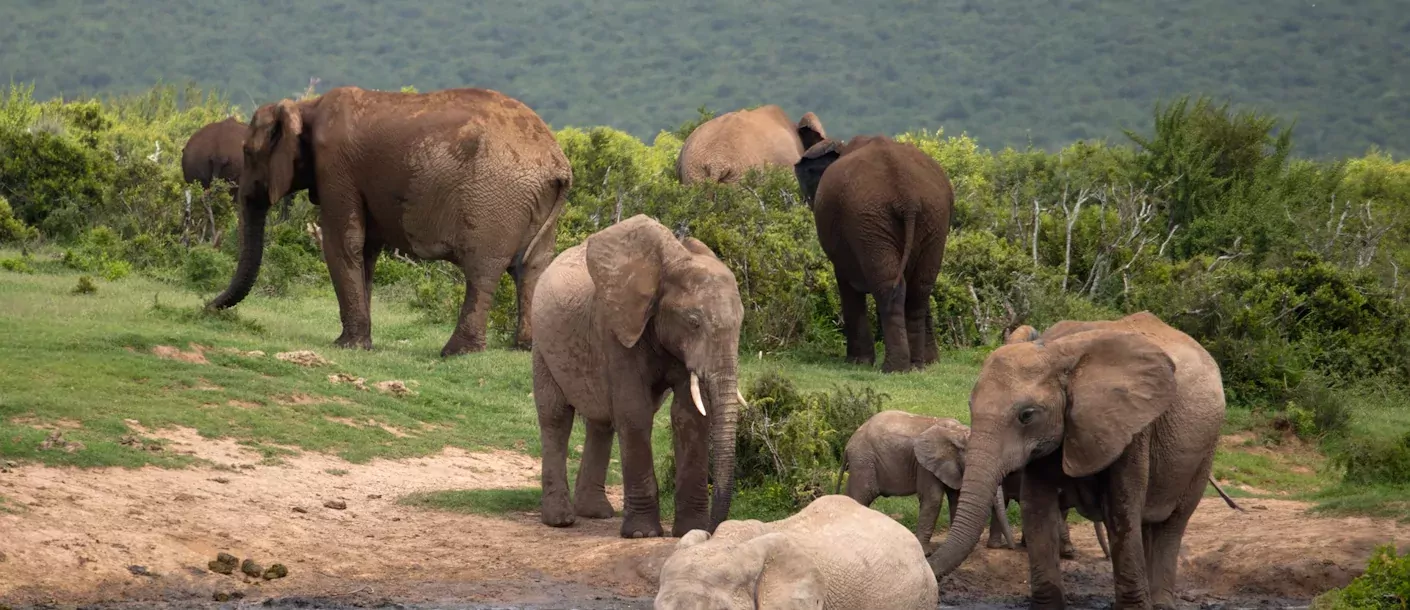 addo elephant.webp