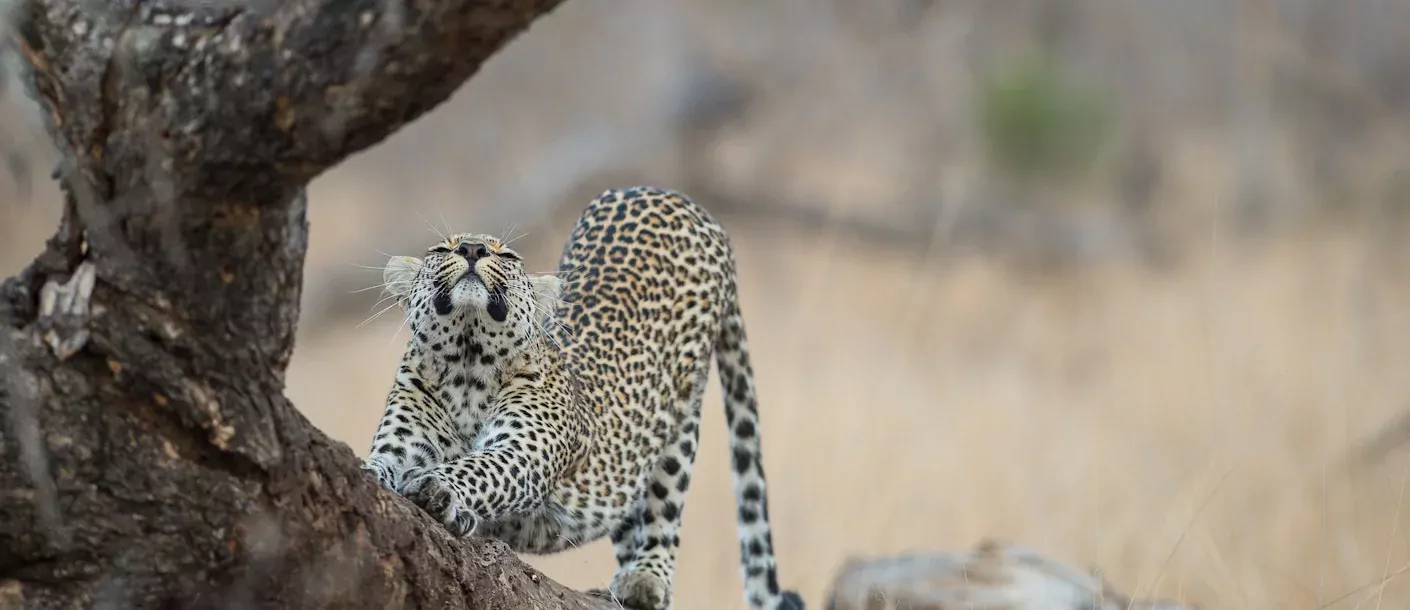 zuid afrika south africa kruger luipaard.webp