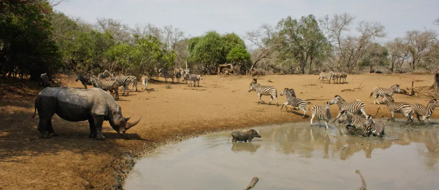 zuid afrika south africa mkhuze .webp