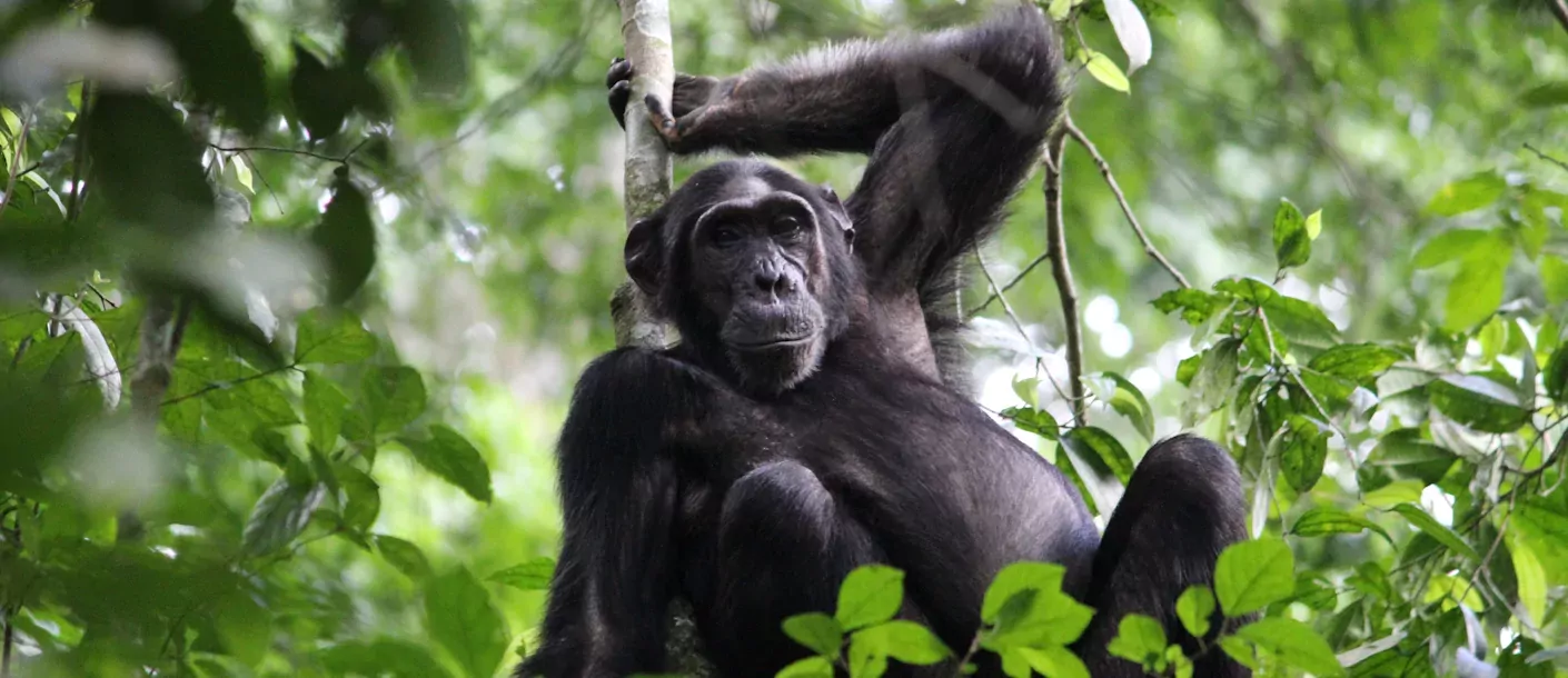 chimp trekking murchison falls.webp