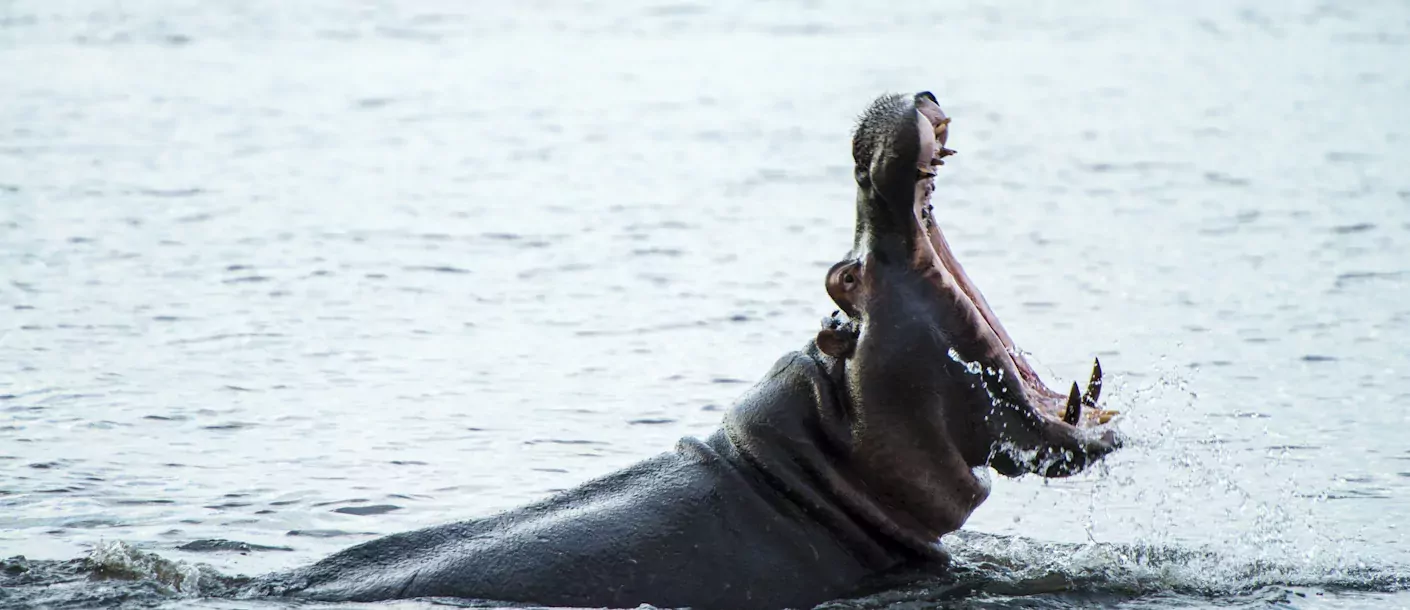 chobe (2).webp