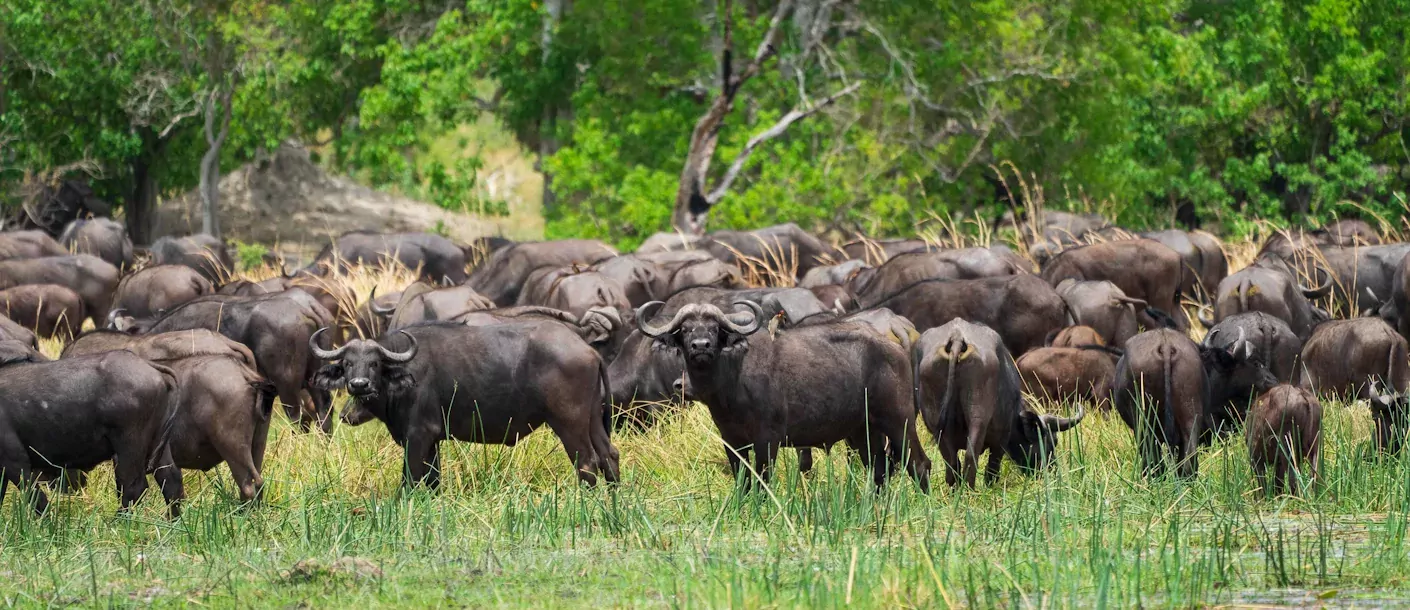 moremi game reserve 002.webp