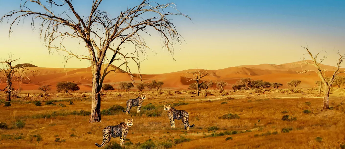 cheetah.webp