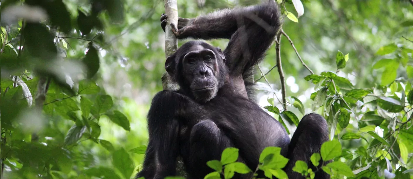 chimpansee chimp trekking murchison falls.webp