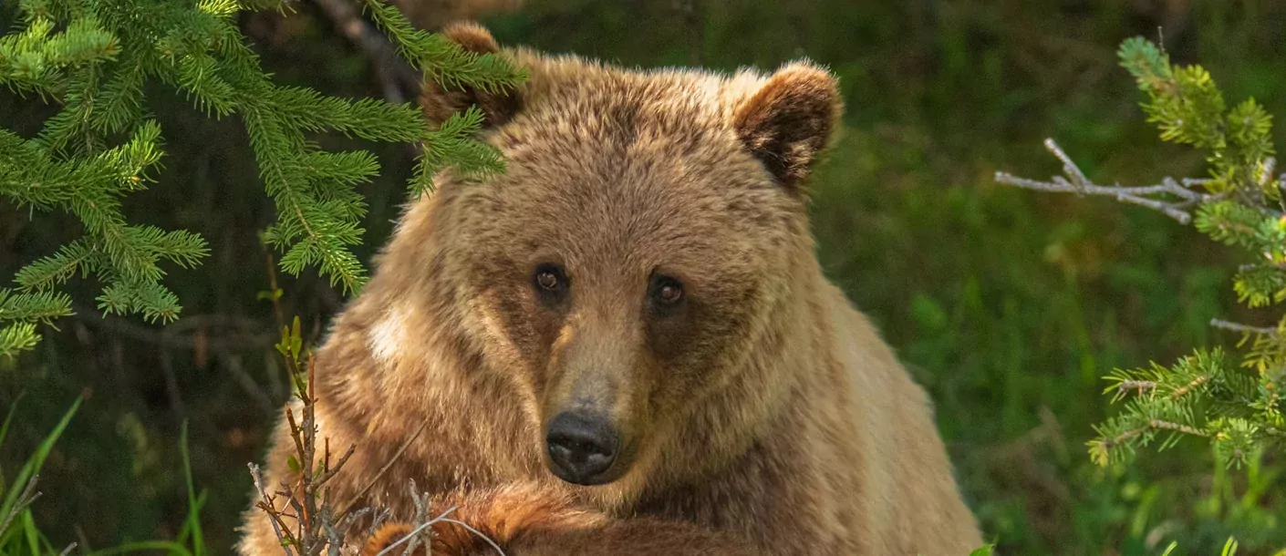 grizzly beer canada.webp