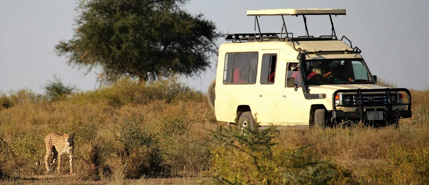 serengeti - 4wd met cheetah.webp