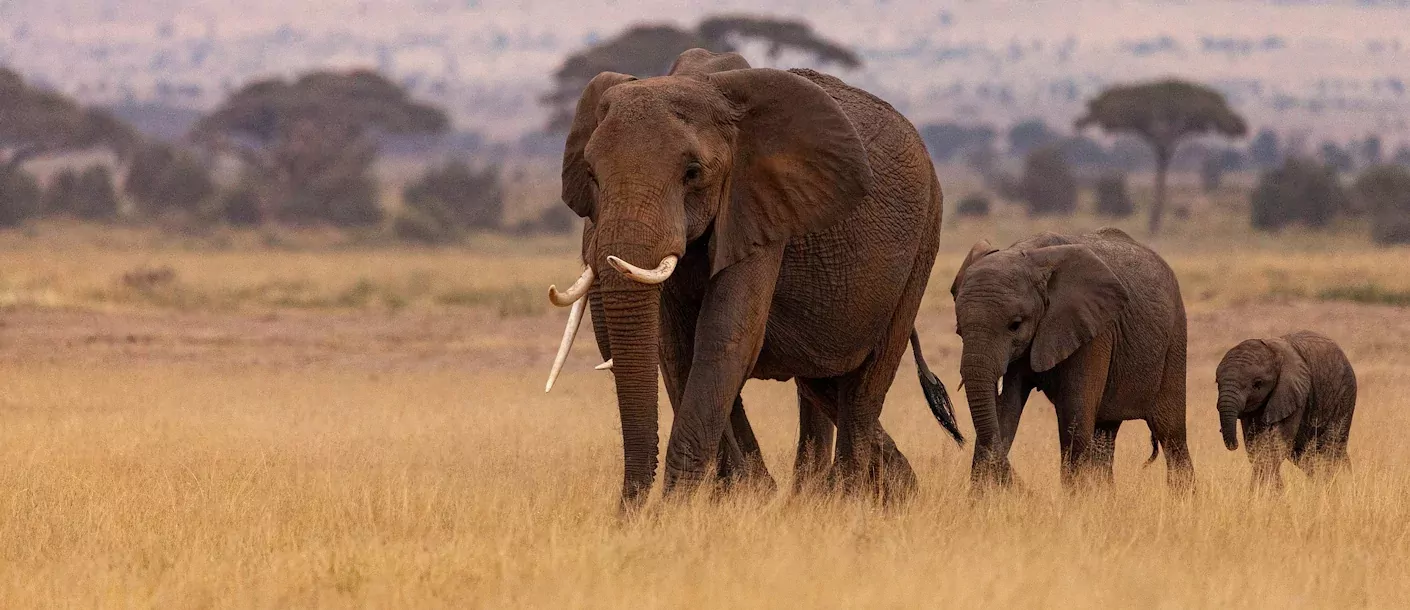 kenia - olifanten.webp