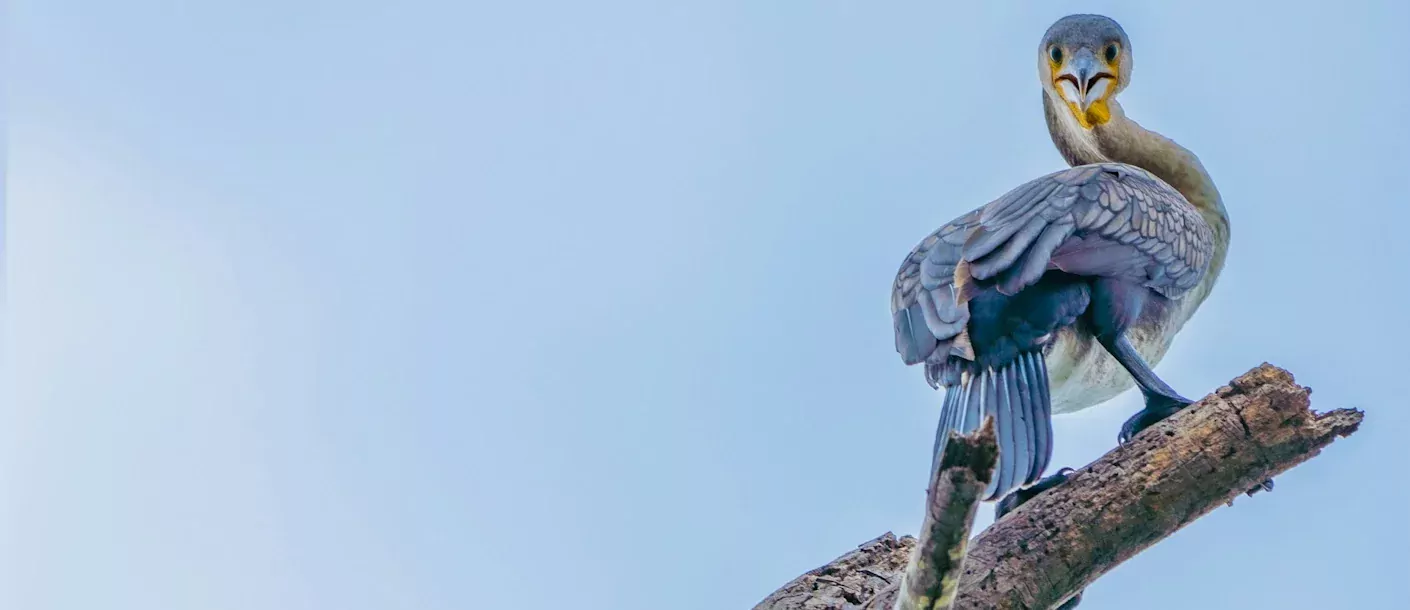 lake naivasha - cormorant (2).webp