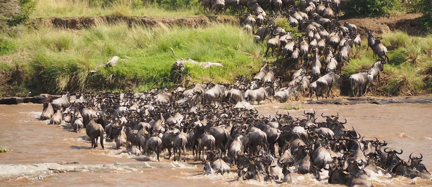 masai mara - oversteek van gnoes.webp