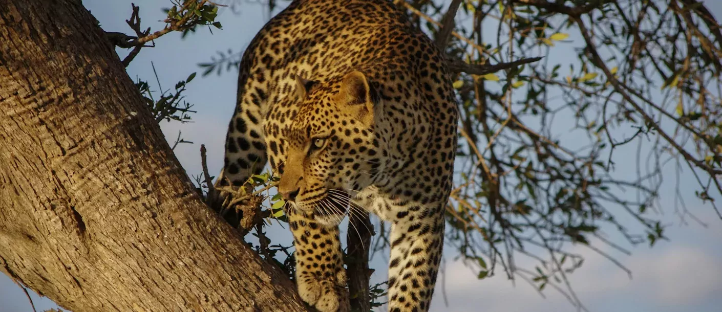 masai mara - luipaard in boom.webp