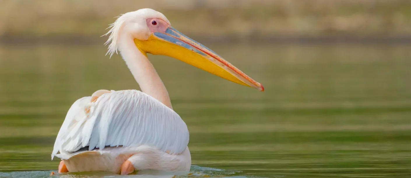 lake naivasha - pelikaan.webp