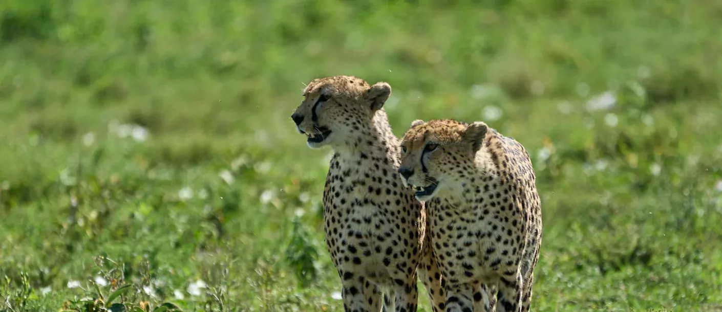 ngorongoro - cheetha's.webp
