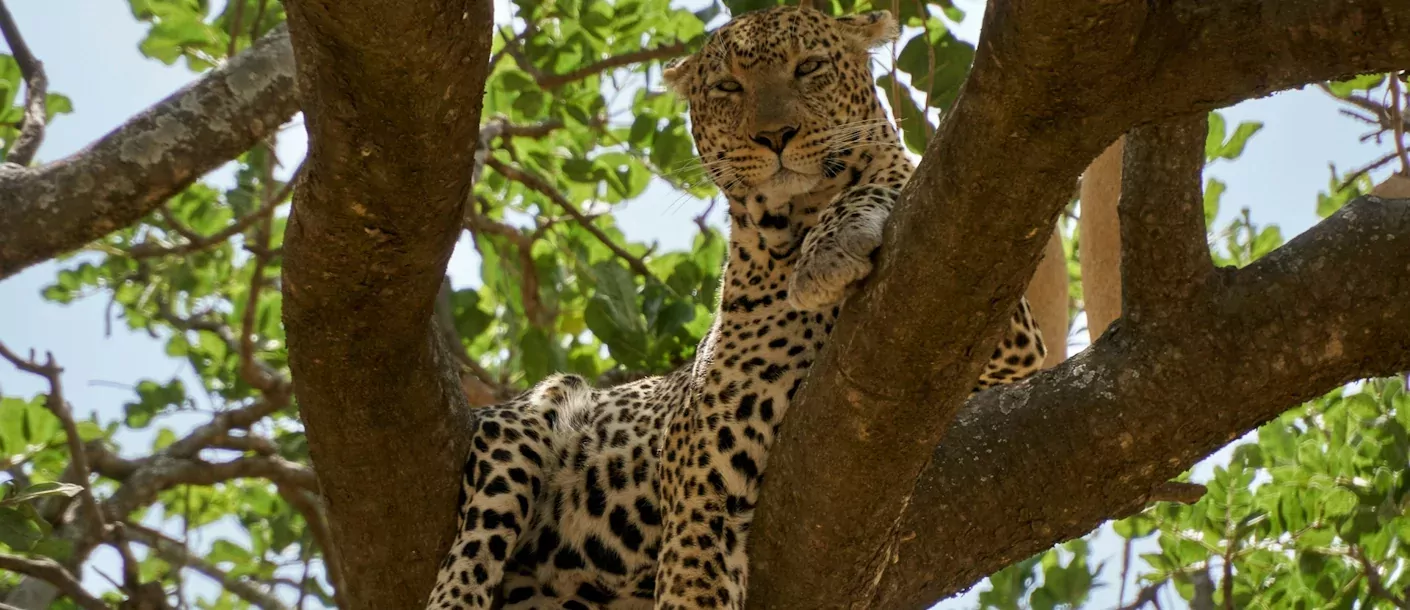 serengeti - luipaard in boom (2).webp