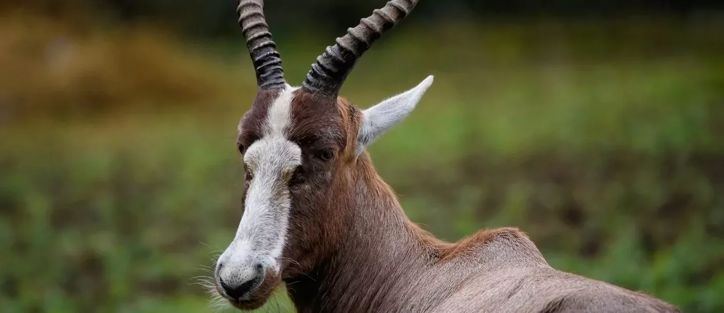 bonte bok national park - bonte bok.webp
