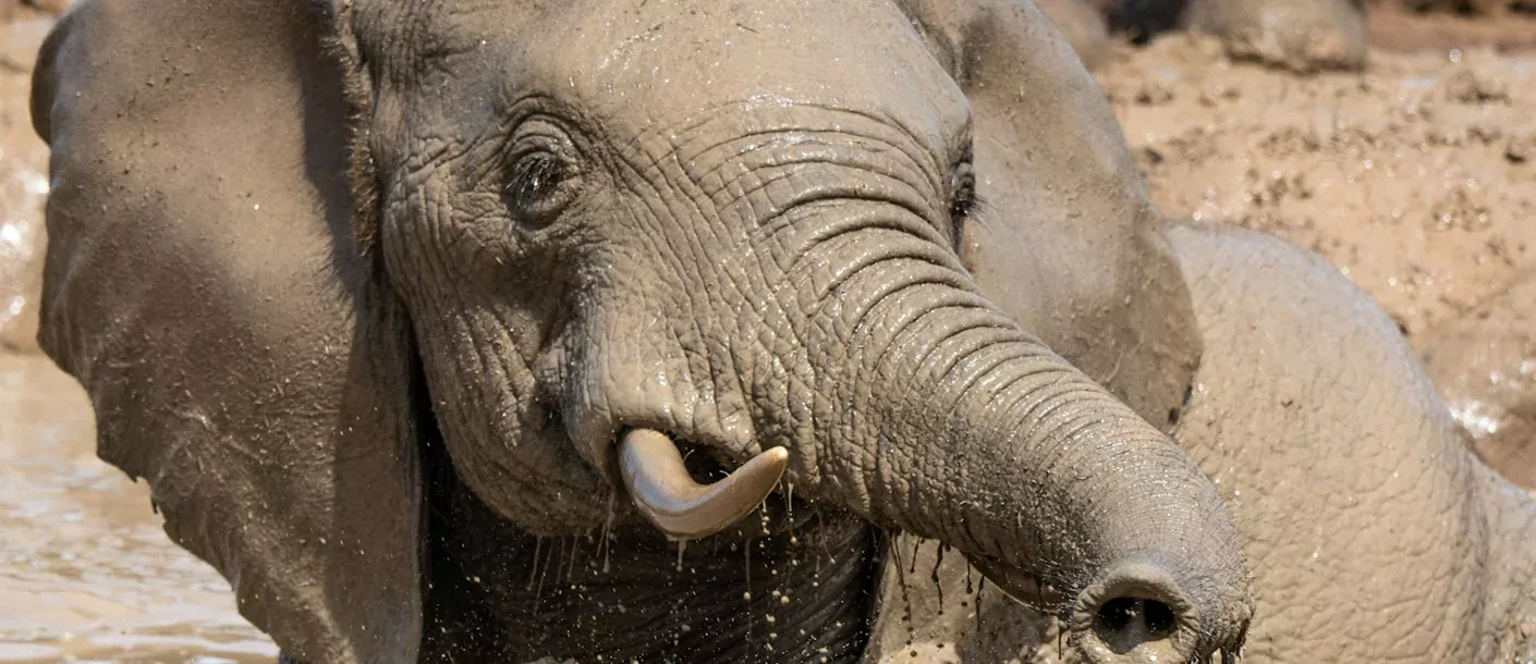 addo - olifant.webp