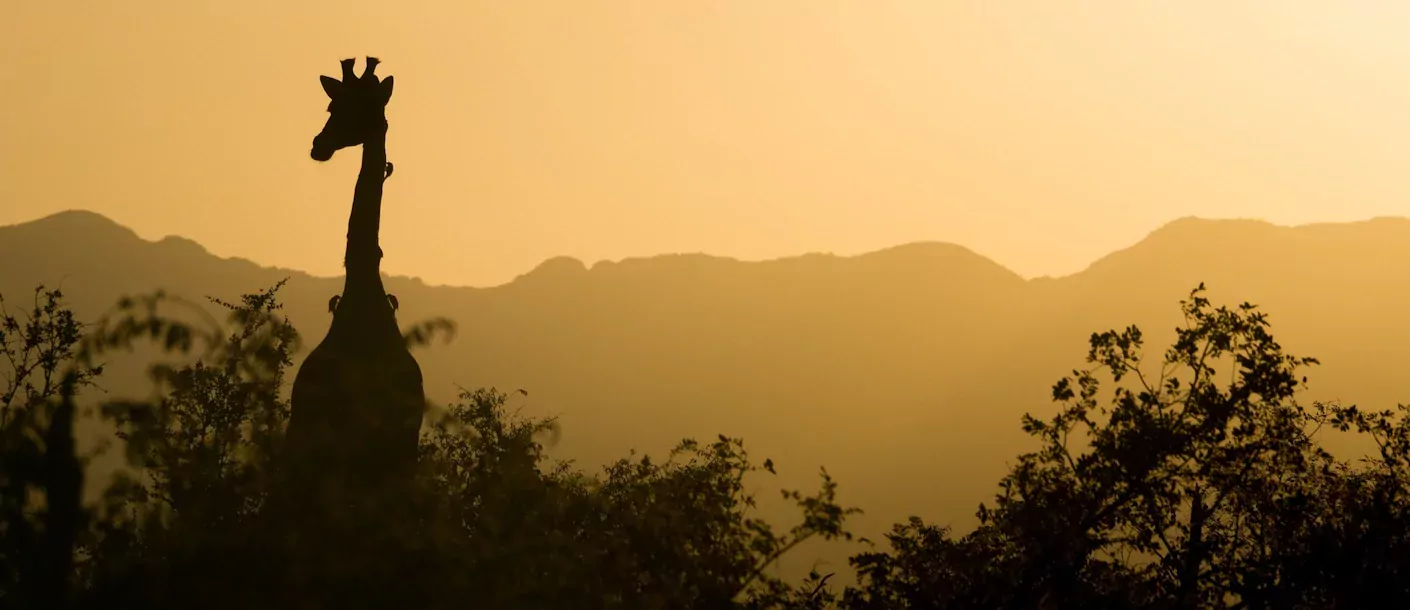 addo - giraffe zonsondergang (1).webp