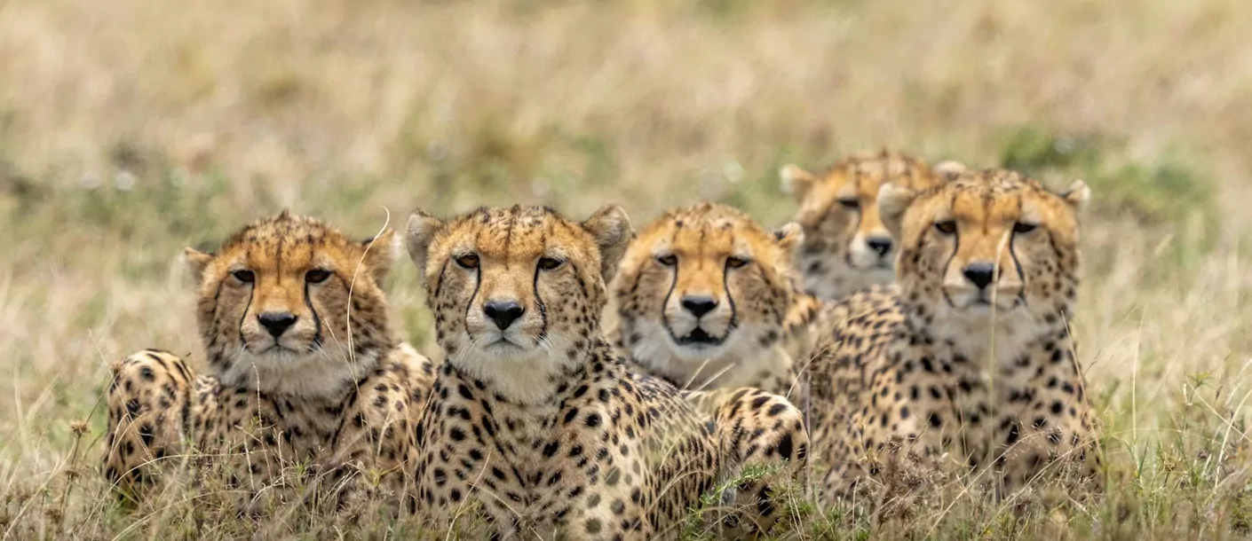 hluwehluwe - cheetah.webp
